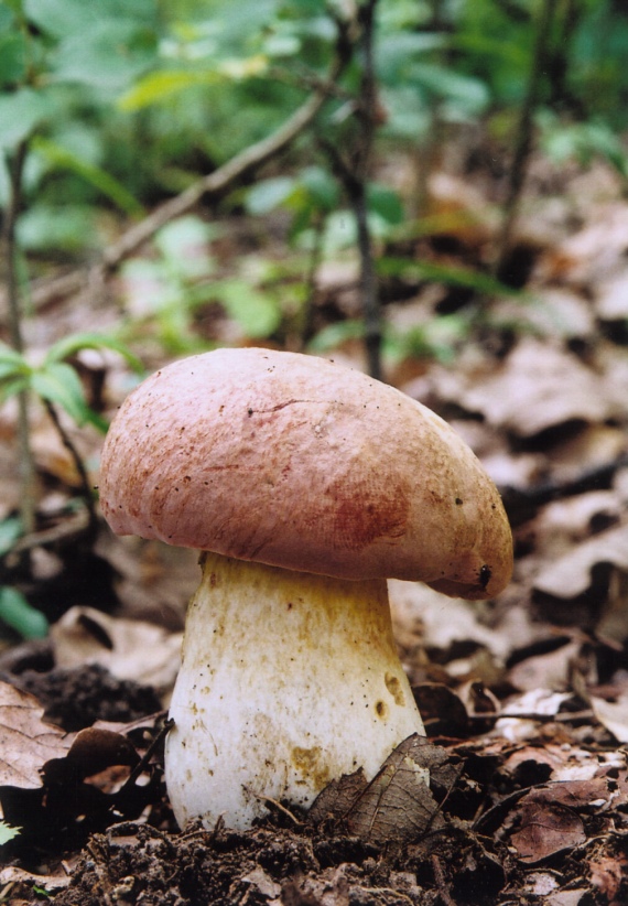 hríb príveskatý Butyriboletus appendiculatus (Schaeff. ex Fr.) Secr.