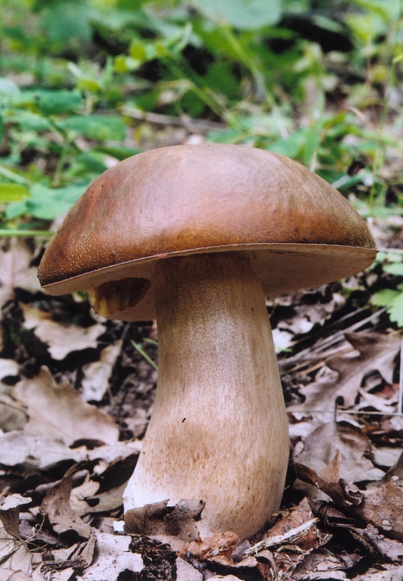 hríb bronzový Boletus aereus Bull. ex Fr.