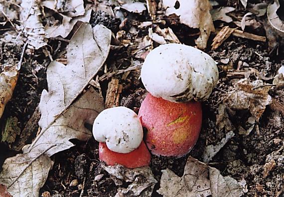 hríb purpurový Rubroboletus rhodoxanthus Kuan Zhao &amp; Zhu L. Yang