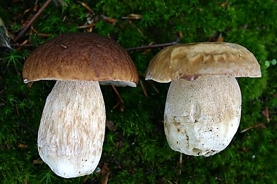 hríb smrekový a dubový Boletus edulis a reticulatus