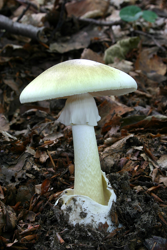 muchotrávka zelená Amanita phalloides (Vaill. ex Fr.) Link