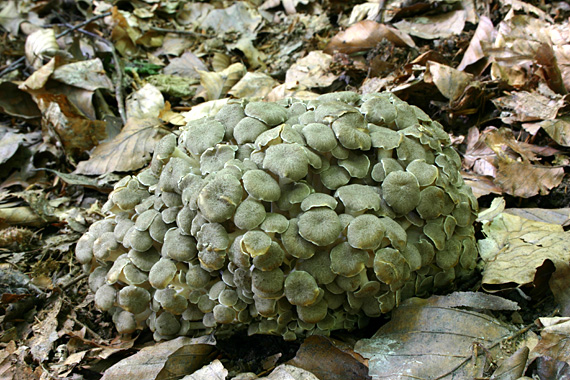 trúdnik klobúčkatý Polyporus umbellatus (Pers.) Fr.