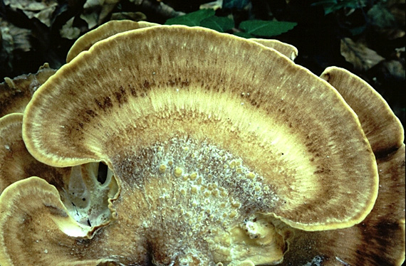 vejárovec obrovský Meripilus giganteus (Pers.) P. Karst.