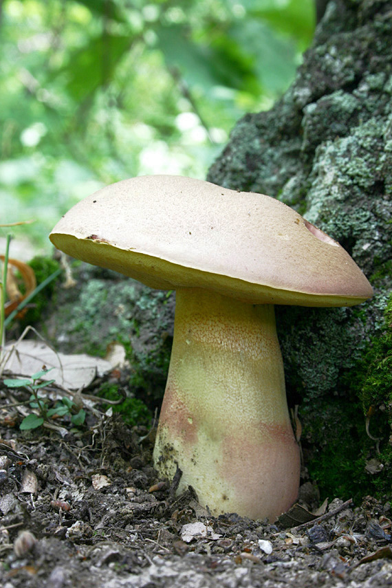 hríb nádherný Butyriboletus fuscoroseus (Smotl.) Vizzini & Gelardi