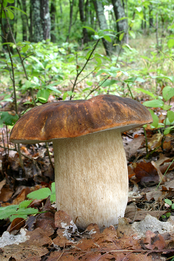 hríb bronzový Boletus aereus Bull. ex Fr.