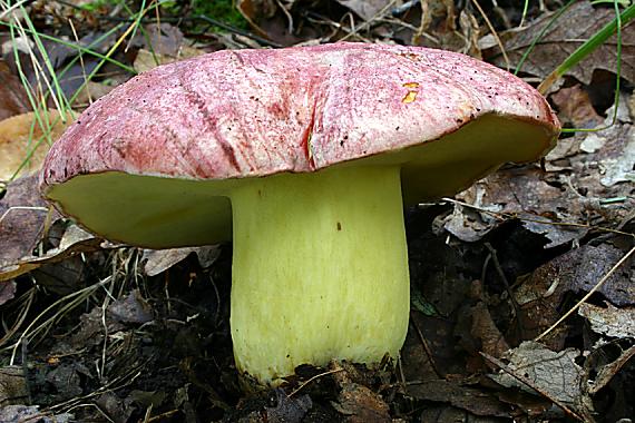 hríb kráľovský Butyriboletus regius (Krombh.) D. Arora & J.L. Frank