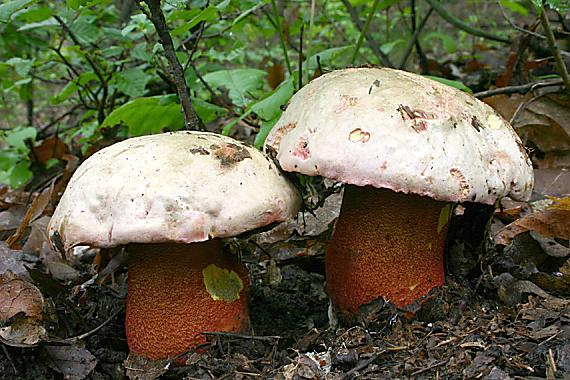 hríb purpurový Rubroboletus rhodoxanthus Kuan Zhao &amp; Zhu L. Yang