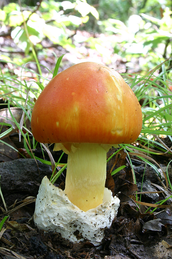 muchotrávka cisárska Amanita caesarea (Scop.) Pers.