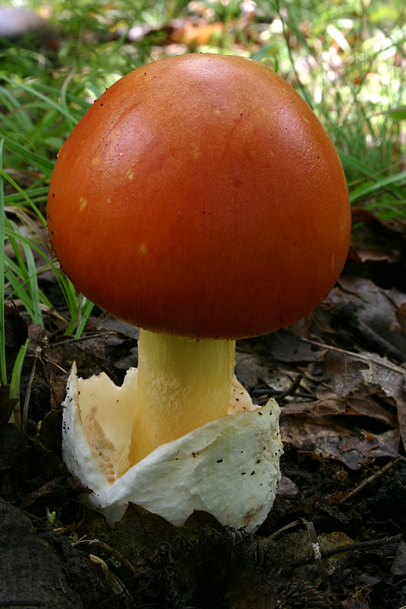 muchotrávka cisárska Amanita caesarea (Scop.) Pers.