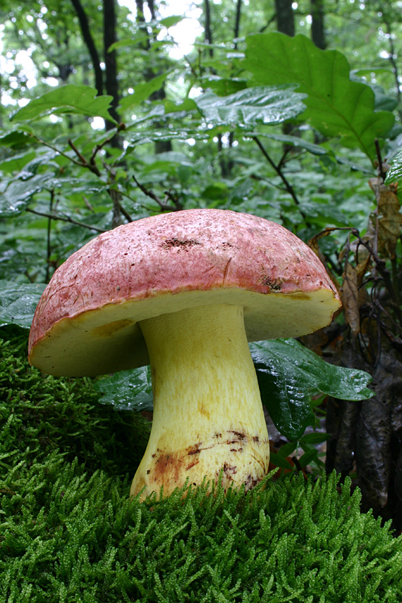 hríb kráľovský Butyriboletus regius (Krombh.) D. Arora & J.L. Frank