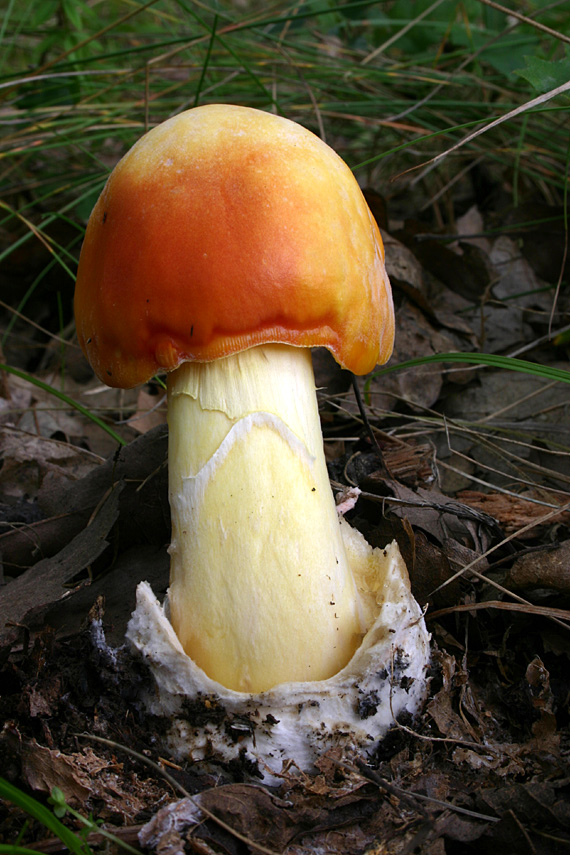 muchotrávka cisárska Amanita caesarea (Scop.) Pers.