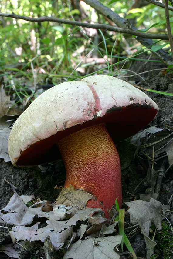 hríb purpurový Rubroboletus rhodoxanthus Kuan Zhao &amp; Zhu L. Yang