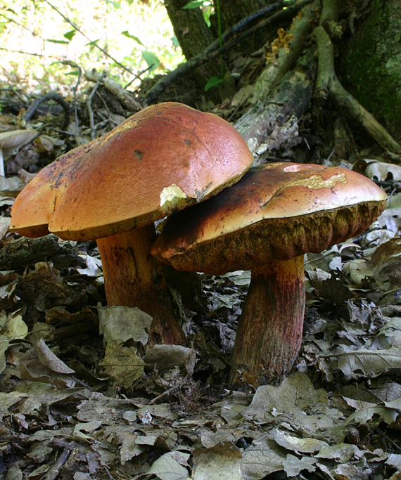 hríb Dupainov Rubroboletus dupainii (Boud.) Kuan Zhao & Zhu L. Yang