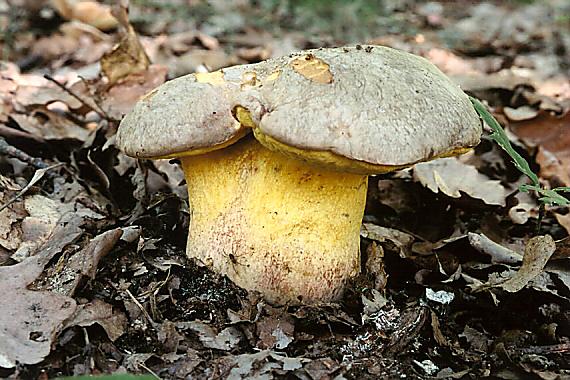 hríb striebristý Butyriboletus fechtneri (Velen.) D. Arora & J.L. Frank