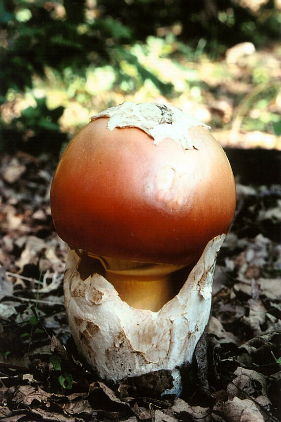 muchotrávka cisárska Amanita caesarea (Scop.) Pers.