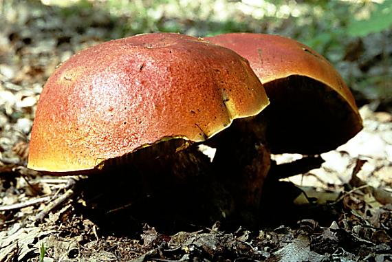 hríb Dupainov Rubroboletus dupainii (Boud.) Kuan Zhao & Zhu L. Yang