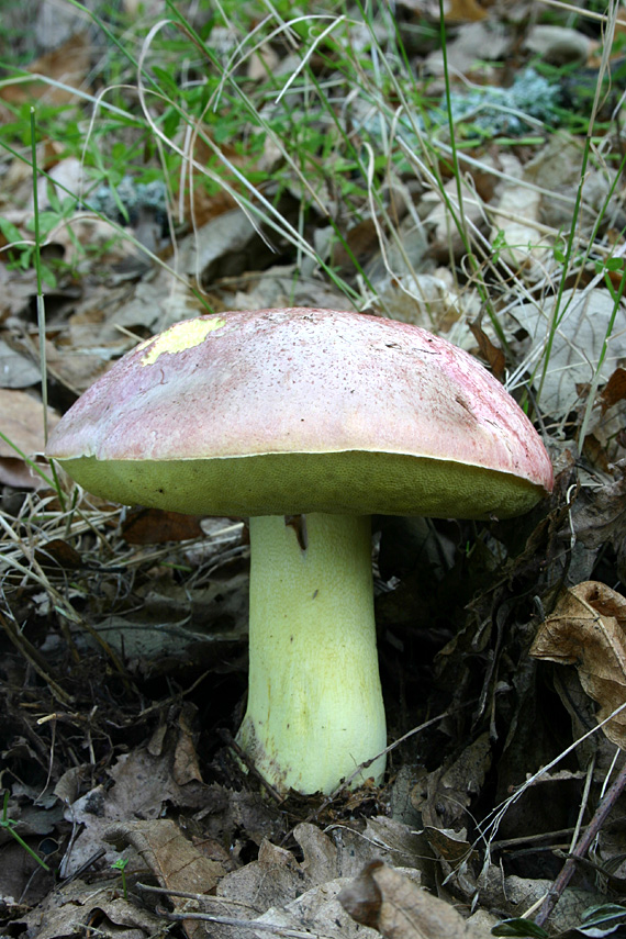 hríb kráľovský Butyriboletus regius (Krombh.) D. Arora & J.L. Frank