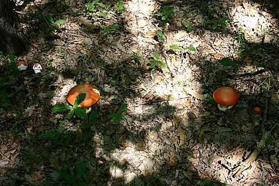 muchotrávka cisárska Amanita caesarea (Scop.) Pers.