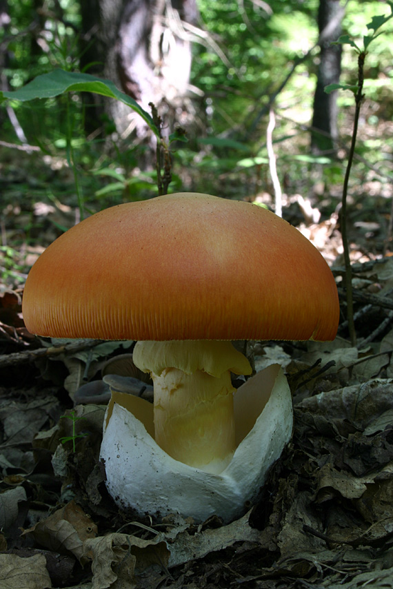 muchotrávka cisárska Amanita caesarea (Scop.) Pers.