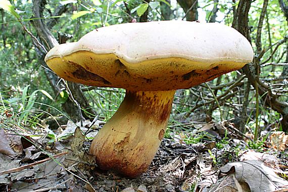 hríb Boletus sp.