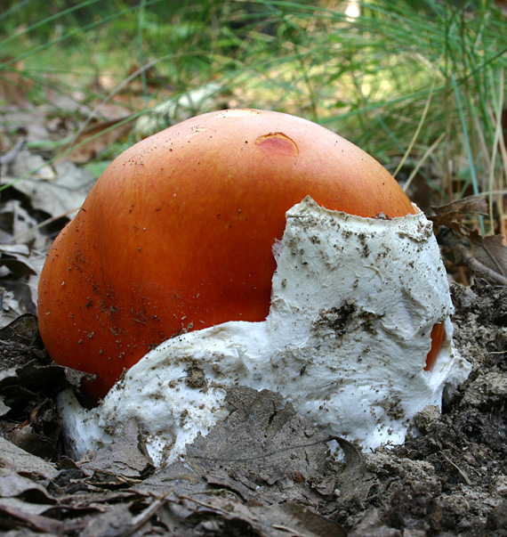 muchotrávka cisárska Amanita caesarea (Scop.) Pers.