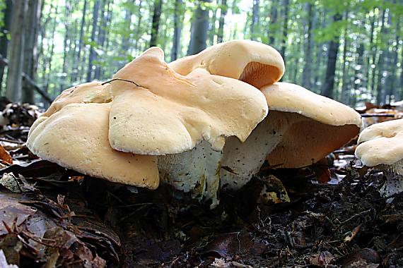 jelenka poprehýbaná Hydnum repandum L.