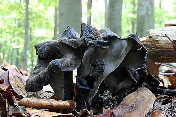 lievik trúbkovitý Craterellus cornucopioides (L.) Pers.