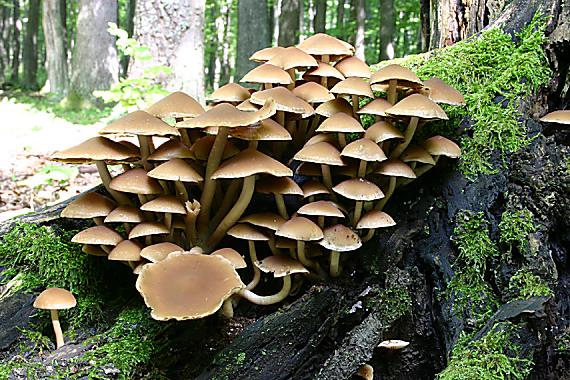 drobuľka vodomilná Psathyrella piluliformis (Bull.) P.D. Orton