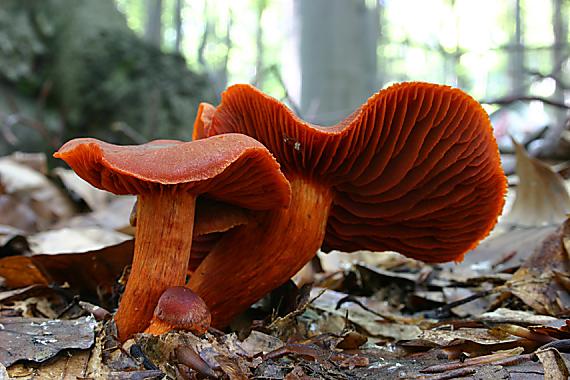 pavučinovec rumelkový Cortinarius cinnabarinus Fr.