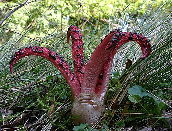 mrežovka kvetovitá Clathrus archeri (Berk.) Dring