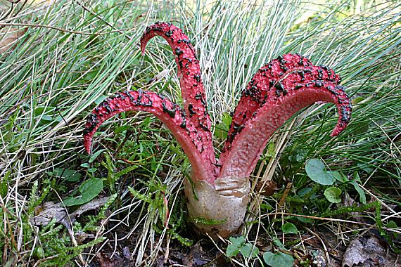 mrežovka kvetovitá Clathrus archeri (Berk.) Dring