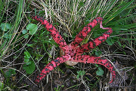 mrežovka kvetovitá Clathrus archeri (Berk.) Dring