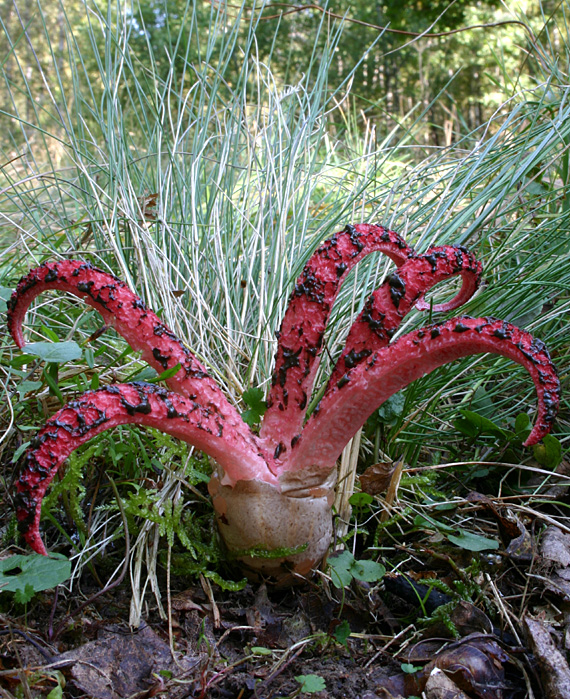 mrežovka kvetovitá Clathrus archeri (Berk.) Dring