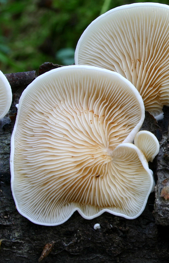 pahliva Crepidotus sp.