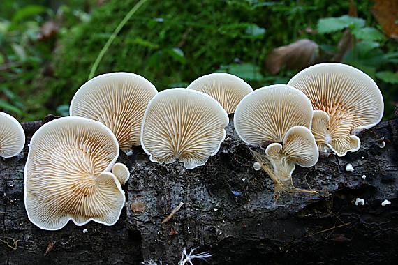 pahliva Crepidotus sp.