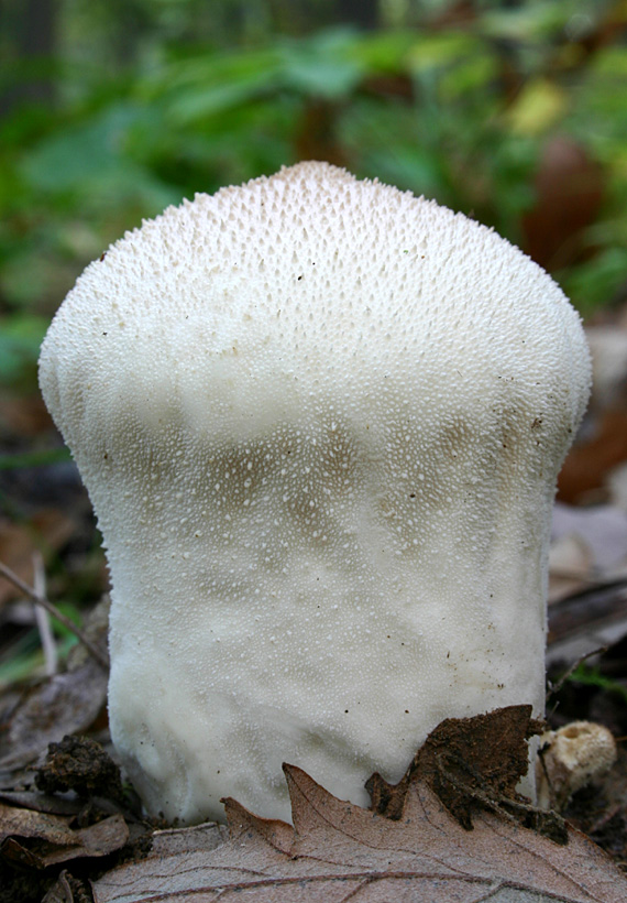 prášnica bradavičnatá Lycoperdon perlatum Pers.