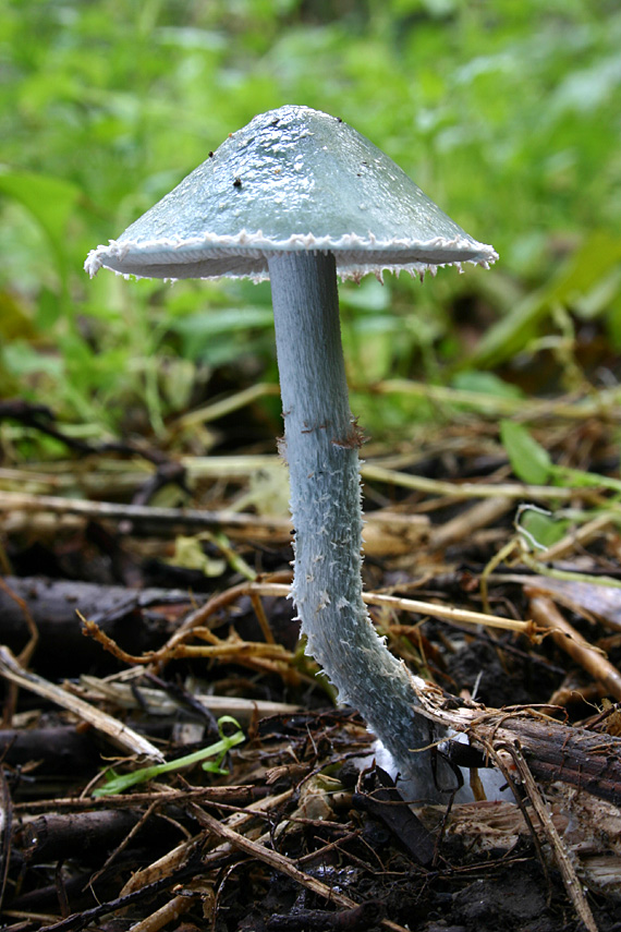 golierovka zelenomodrá Stropharia caerulea Kreisel