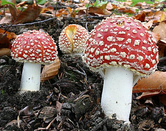 muchotrávka červená Amanita muscaria (L.) Lam.