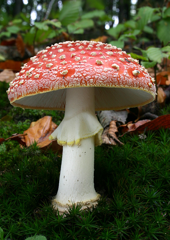 muchotrávka červená Amanita muscaria (L.) Lam.