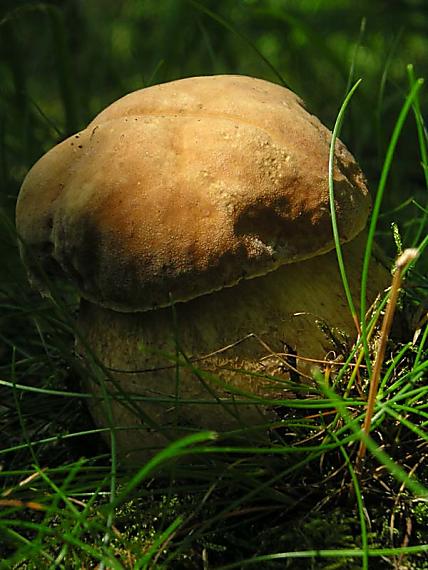 hríb dubový Boletus reticulatus Schaeff.