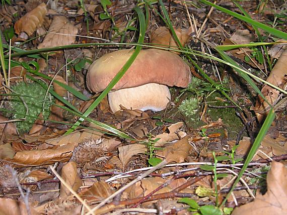 hríb dubový Boletus reticulatus Schaeff.