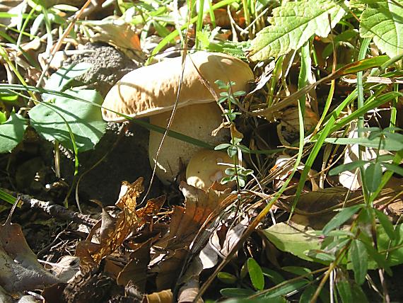 hríb Boletus sp.