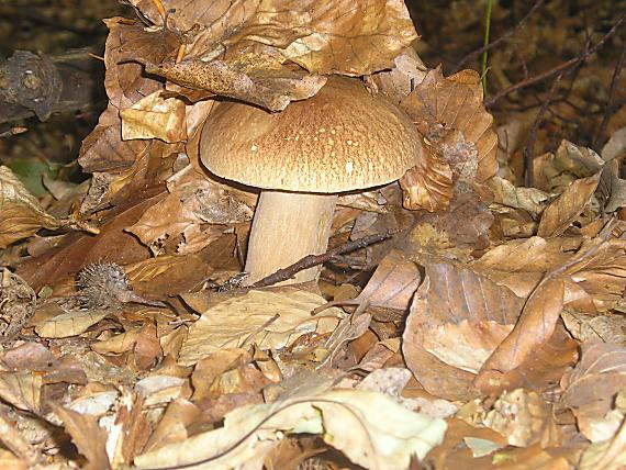 hríb dubový Boletus reticulatus Schaeff.