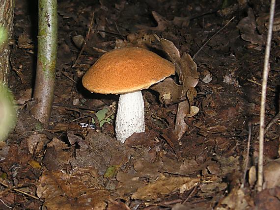 kozák Leccinum sp.