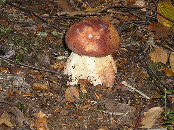 hríb Boletus sp.