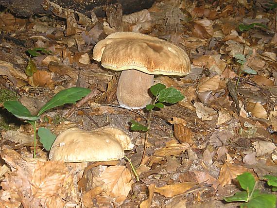 hríb Boletus sp.