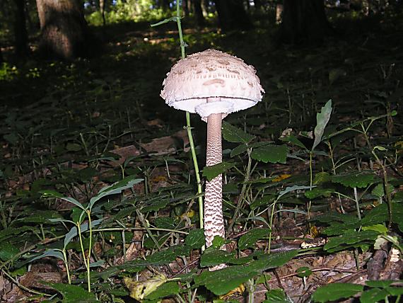 bedľa vysoká Macrolepiota procera (Scop.) Singer