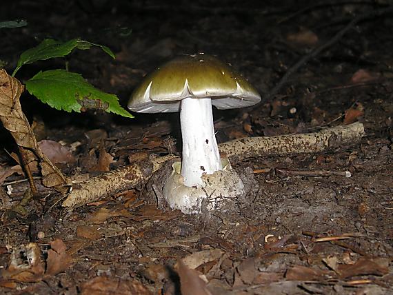 muchotrávka zelená Amanita phalloides (Vaill. ex Fr.) Link