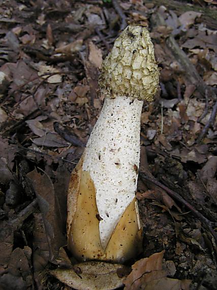 hadovka smradľavá Phallus impudicus L.