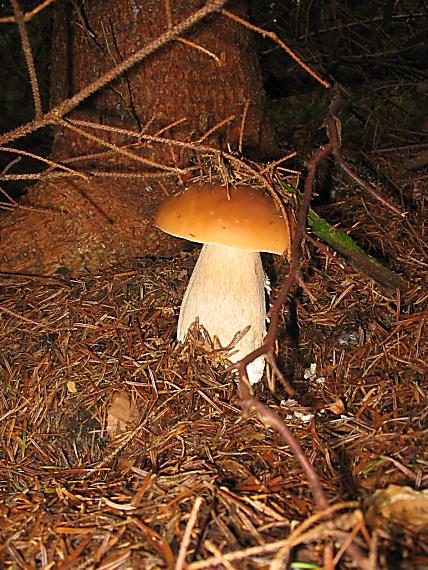 hríb smrekový Boletus edulis Bull.